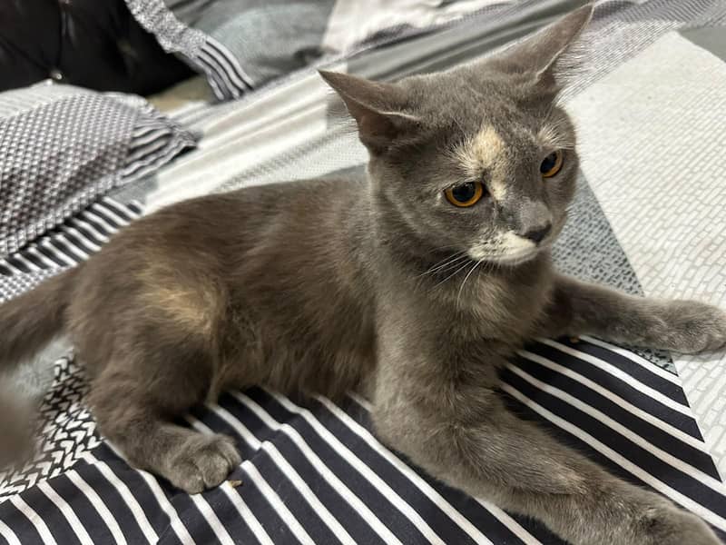 Bella cat 5