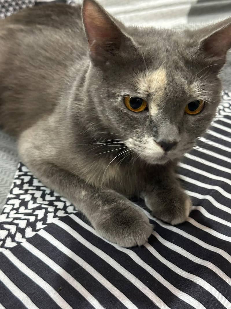 Bella cat 6