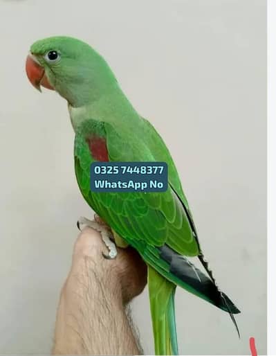 Kashmiri ray parrot for sale 8 month age