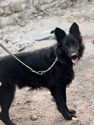 German shephard Male black colour for sale
