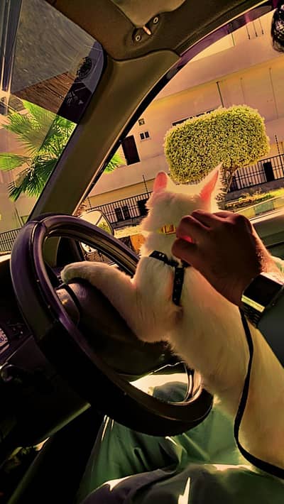 little train female cat for sale