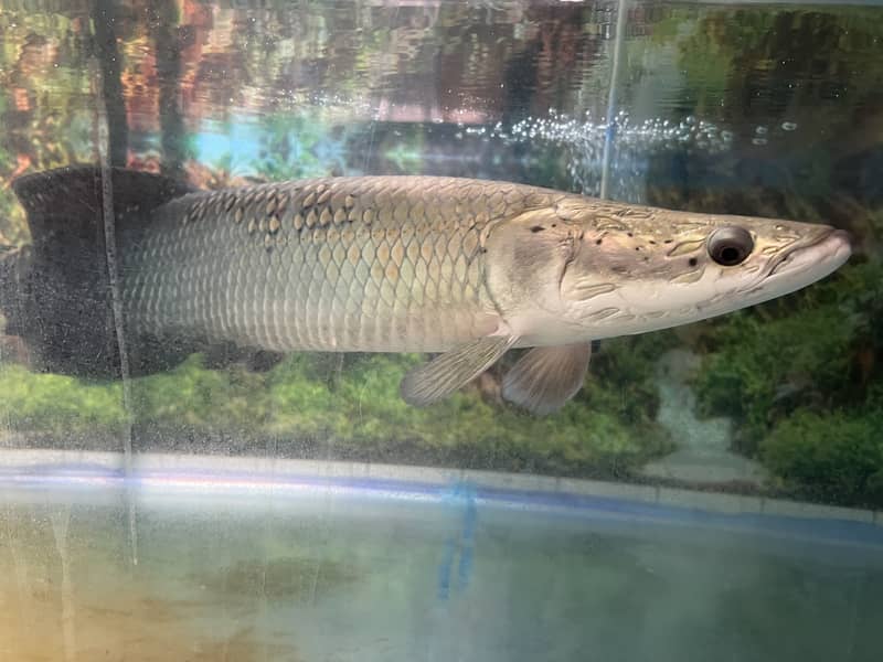 Arapima 1