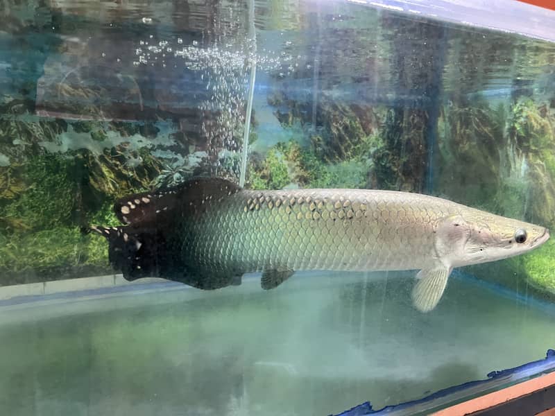 Arapima 3