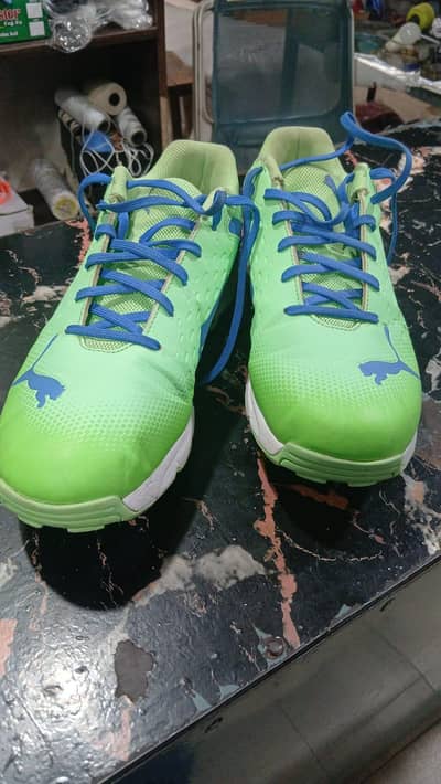 puma spkies