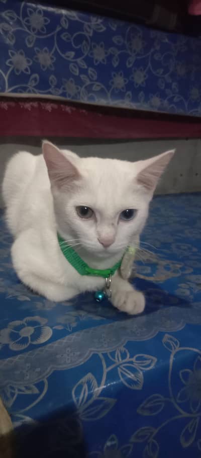 Persian cat one kros white color cat name Bala