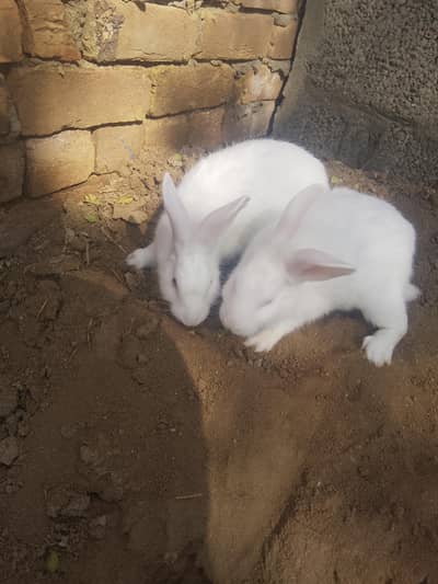 health rabbit  pair