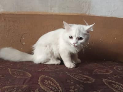 cat far sell Whatsapp 03070996355