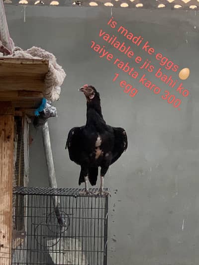 0 size lasani pathi eggss available 1 egg 300Rs jis ko chaiye rabta