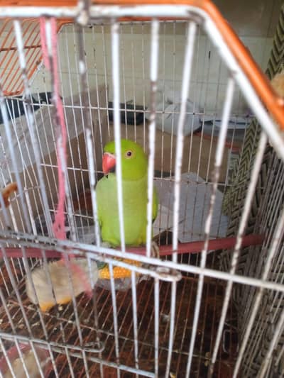 Healthy & Active Parrot for Sale – Beautiful Talking Pet Bird | Lahore