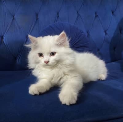 kitten | cat | 2 months only | pairs