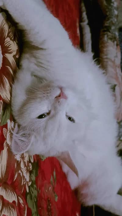 female cat for sale