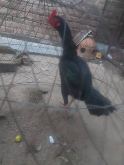 Quality Birds Urgent For Sale||Pair 10k||Exchange psnl Qlty Birds/Pets
