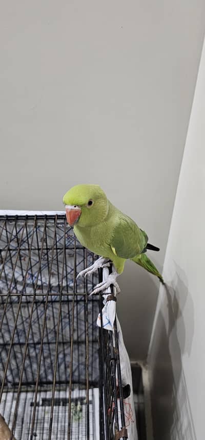 parrot for sale pair