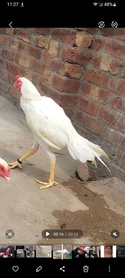 pure Heera aseel paper white