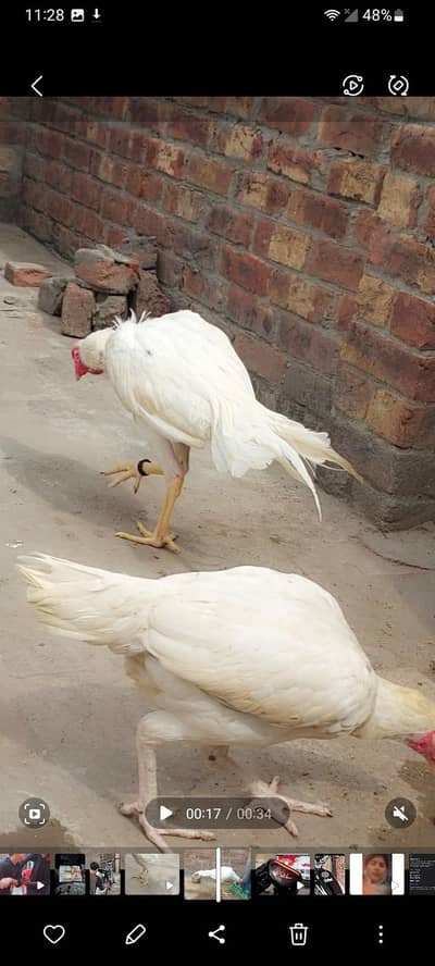 pure Heera aseel paper white