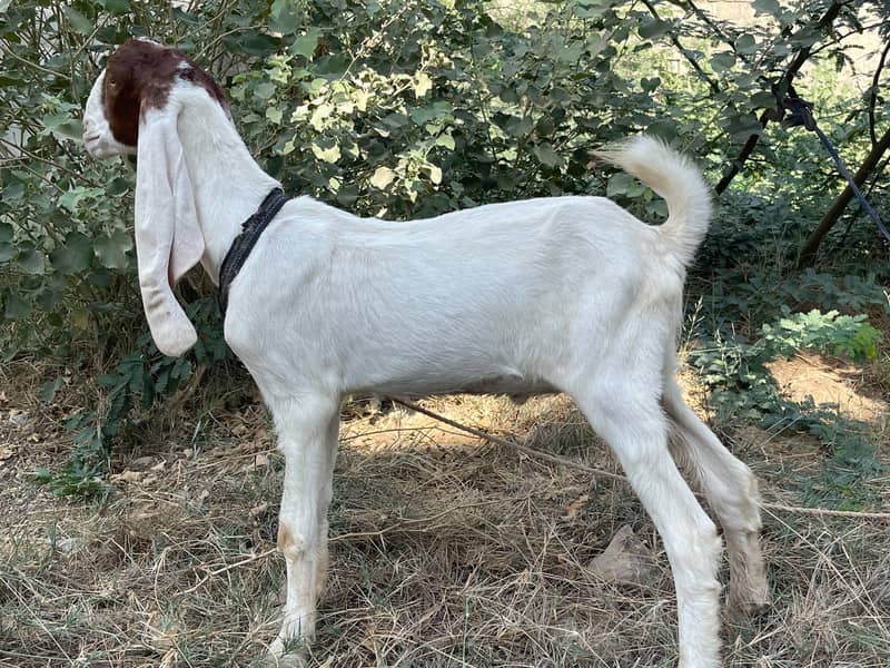 Male 6 mahine age - Goats - 1120914559