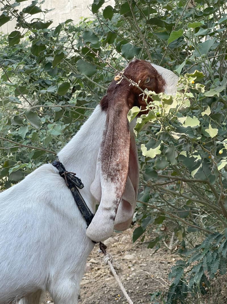 Male 6 mahine age - Goats - 1120914559