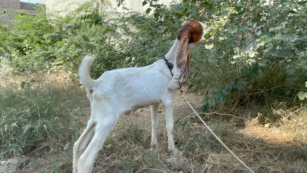 Male 6 mahine age - Goats - 1120914559