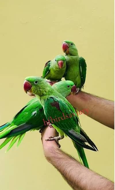 kasmri raw parrot for sale 4 month Age