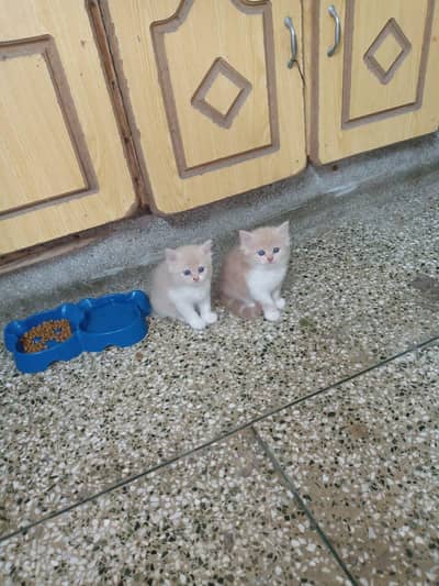 Persian kittens