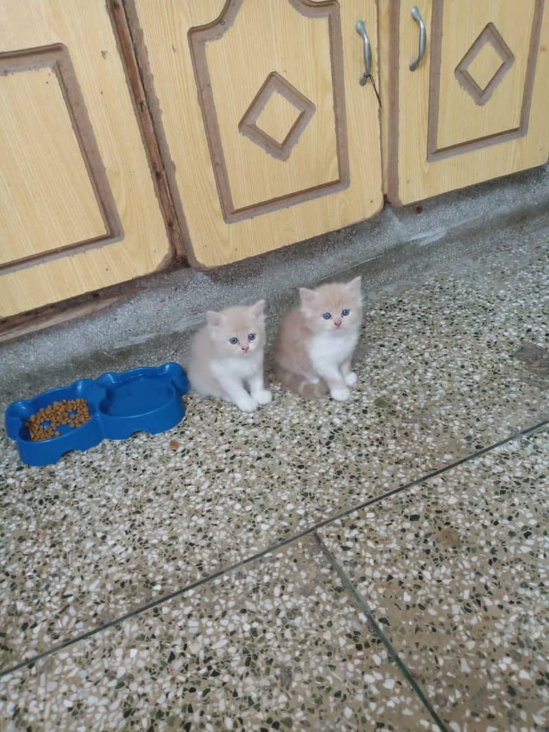 Persian kittens 0