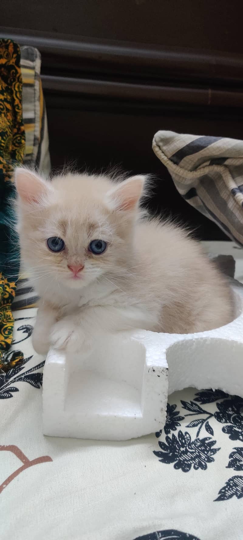 Persian kittens 1