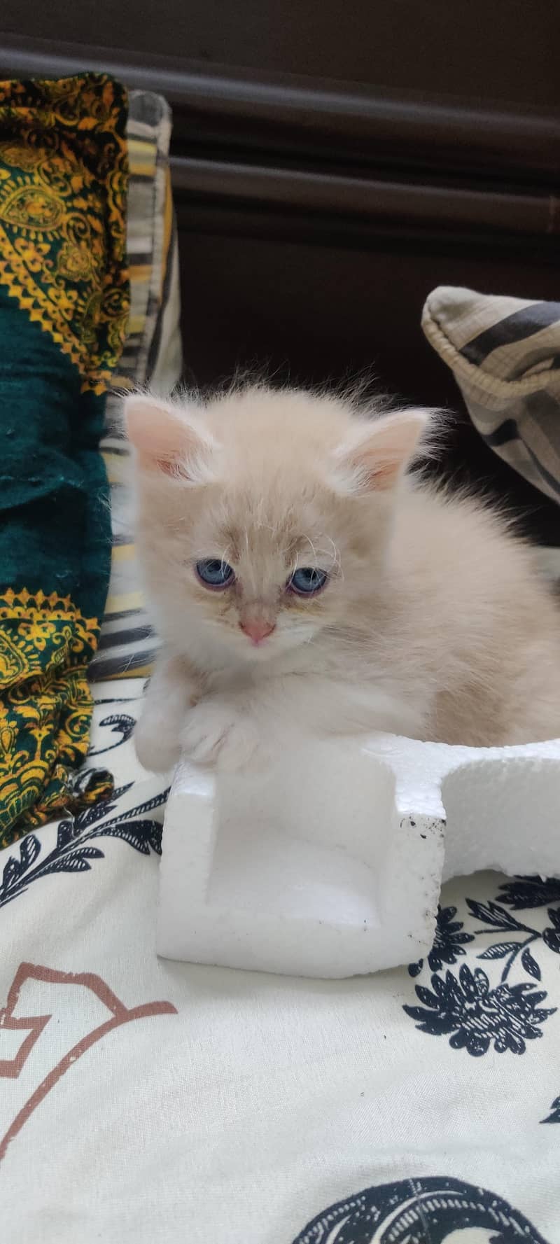 Persian kittens 2