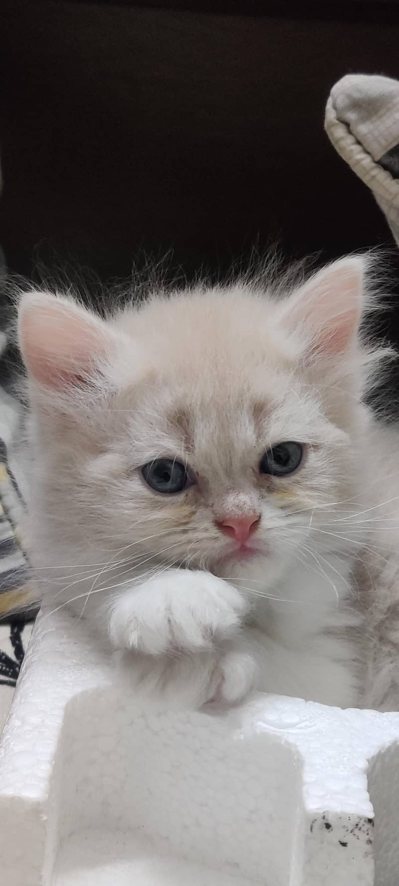Persian kittens 3