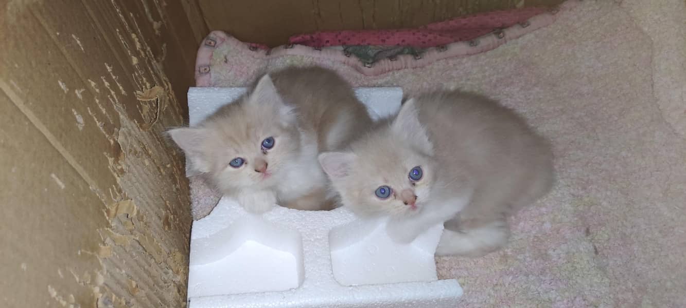 Persian kittens 4