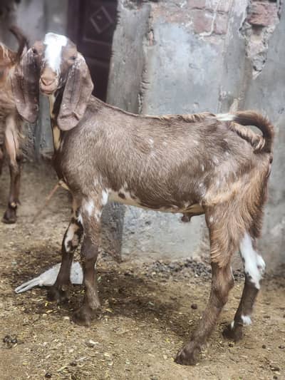 Bakra for sale