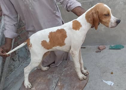 pure pointer puppies available
