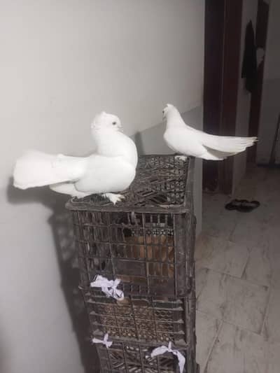mare pas lakha kabutar h full with h or 3pair h ek singil female h