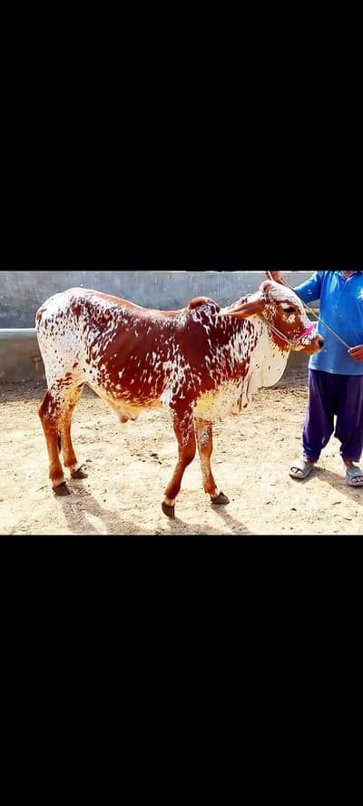 pure cholistani Bchra Available