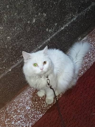 turkish angoora breed