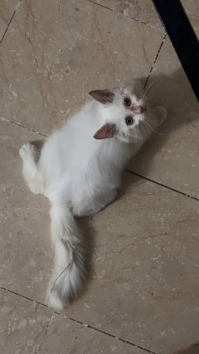 Persian cat