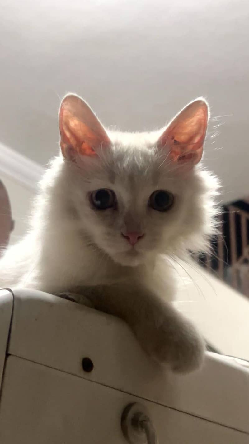 Persian cat 1