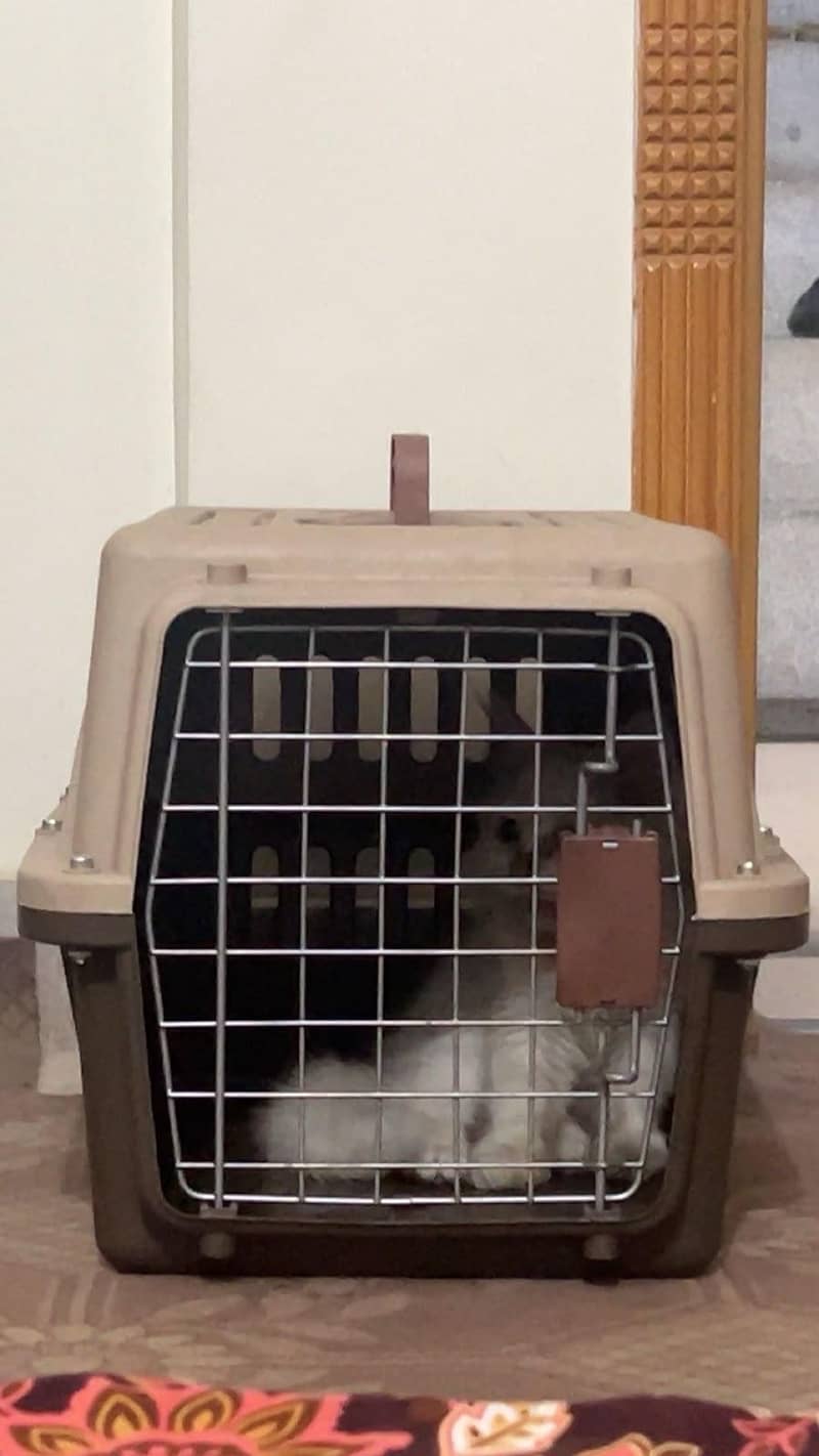 Persian cat 2