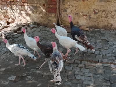 Turkey Birds 3 pair available