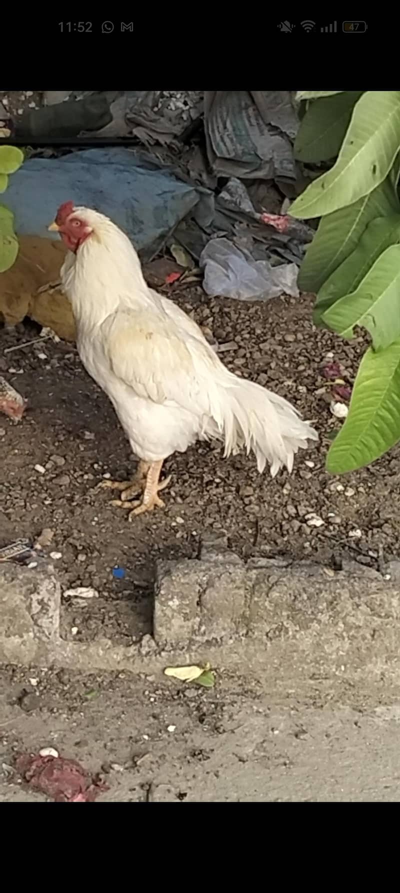 White Aseel murga 0
