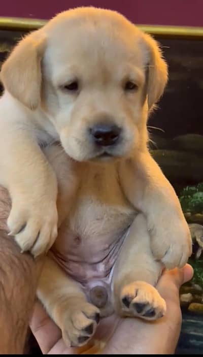 haldi active male and female puppies