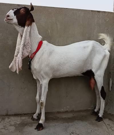 Gulabi Abluck For Bakri For Sale 03162918168