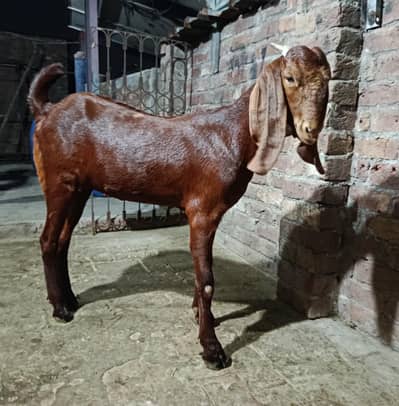Nagri Beetal Path Goat Kheeri 7 Month for Sale