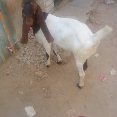 Got for sale