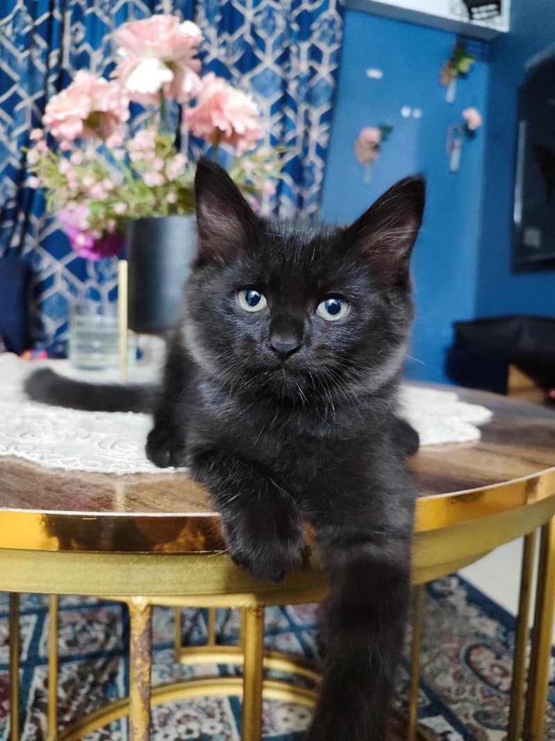 adorable kittens 0