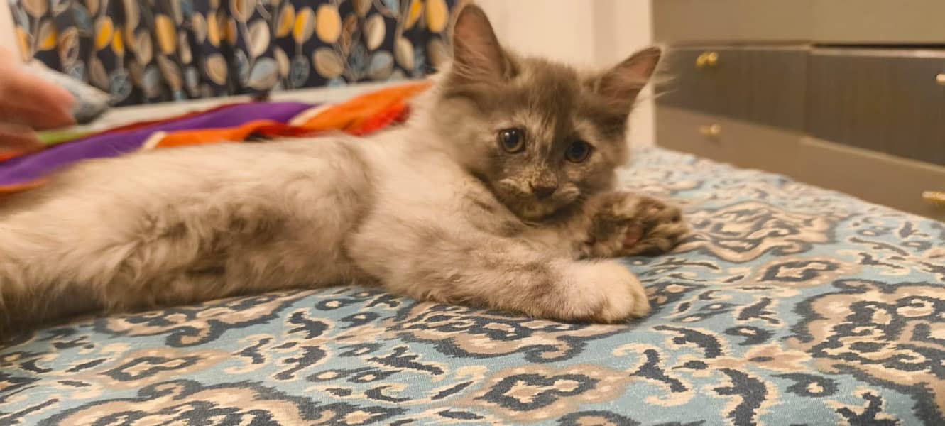 adorable kittens 1