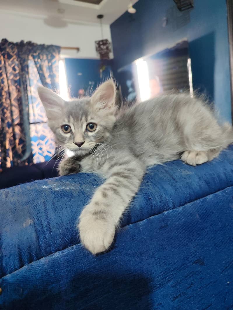 adorable kittens 2
