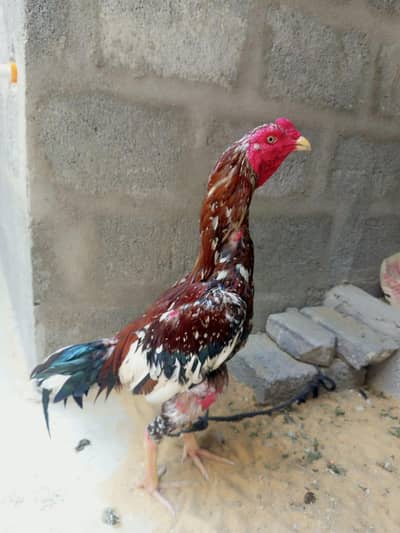 3 aseel murge for sale