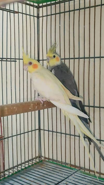 Gray Color ka male ha or comon reD EyeS ki Female ha