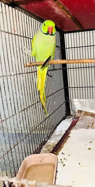 Ringneck parrot for sale breeder parrot hai