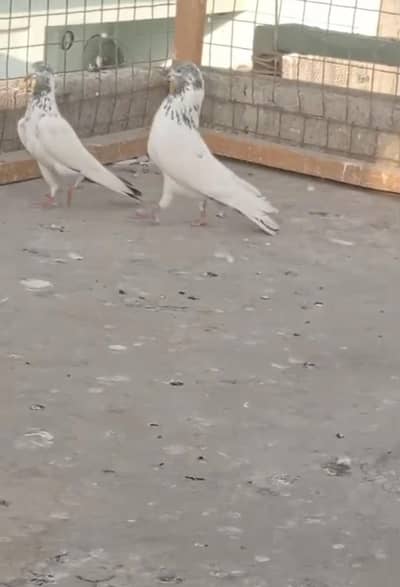 vip 35 wala jora